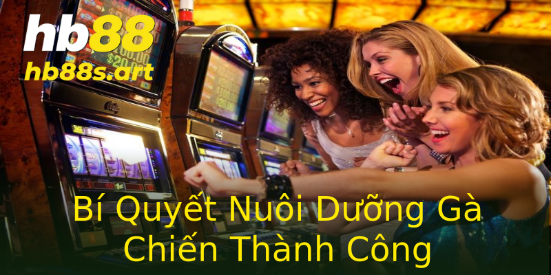 Bí Quyết Nuôi Dưỡng Gà Chiến Thành Công Bí Quyết Nuôi Dưỡng Gà Chiến Thành Công