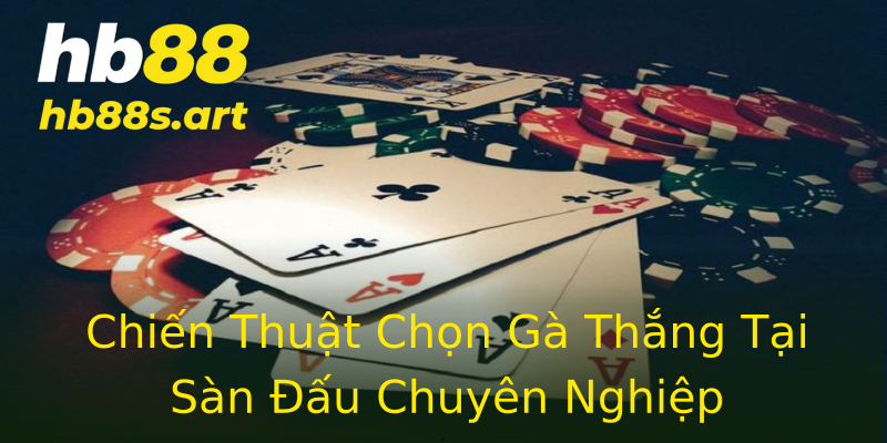 Chiến Thuật Chọn Gà Thắng Tại Sàn Đấu Chuyên Nghiệp Chiến Thuật Chọn Gà Thắng Tại Sàn Đấu Chuyên Nghiệp